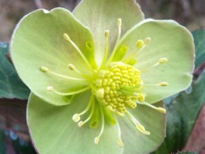 Fiore dell'Helleborus lividus