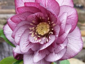 Affascinante ed esotico fiore della varietà Picotee