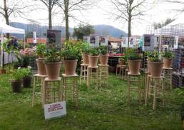 mostra Ellebori botanici