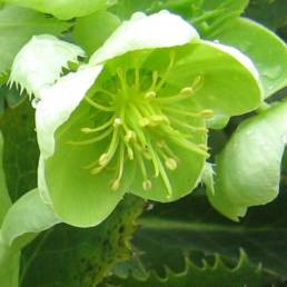 Helleborus-argutifolius