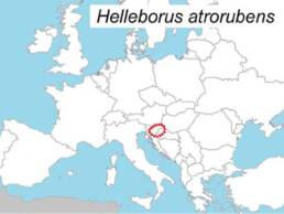 Helleborus atrorubens uno dei botanici di Althea Vivai