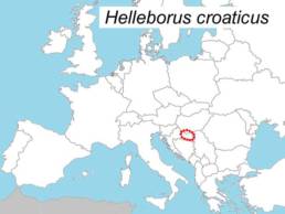 L'Helleborus croaticus è una specie localizzata in Croazia