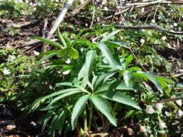pianta di Helleborus dumetorum