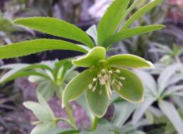 Fiore di Helleborus dumetorum