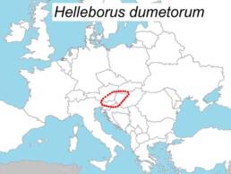 mappa con l'areale di distribuzione dell'Helleborus dumetorum