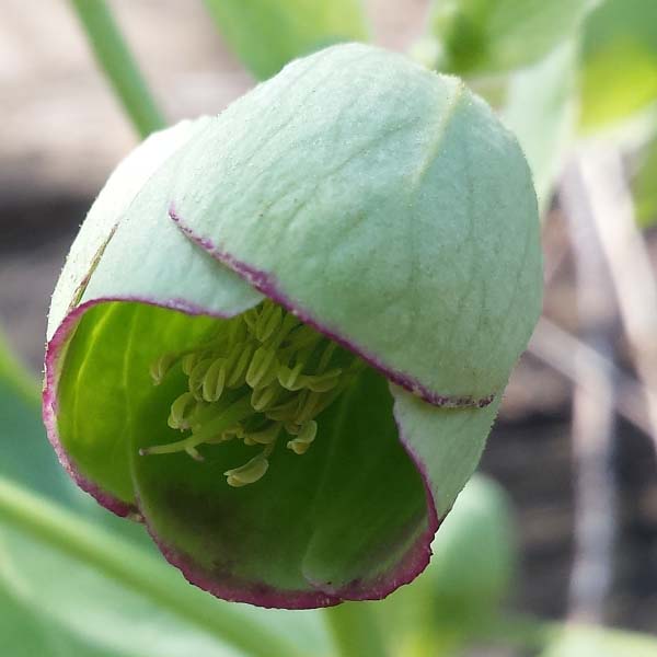 Fiore di Helleborus foetidus