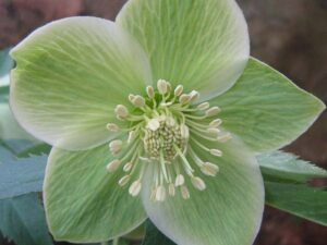fiore dell'Helleborus liguricus