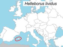 Distribuzione dell'Helleborus lividus