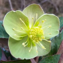 Fiore dell'Helleborus lividus