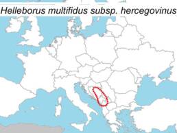 Distribuzione dell'Helleborus multifidus subsp. hercegovinus