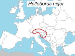Mappa distribuzione diell'Helleborus niger detto anche rosa di natale
