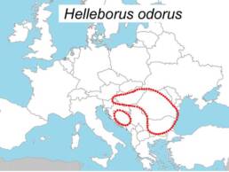 Distribuzione di Helleborus odorus