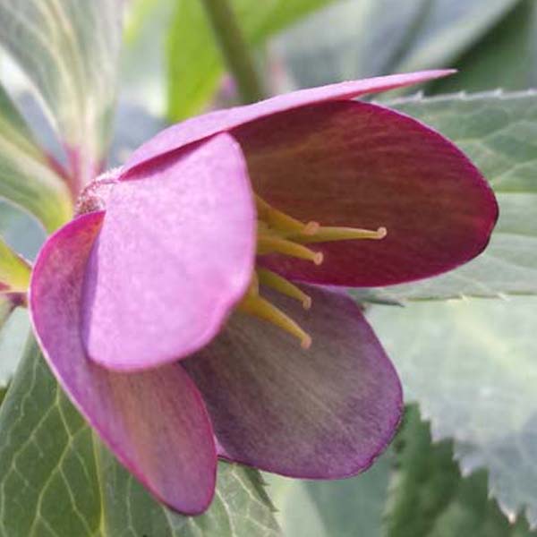 fiore dell'Helleborus purpurascens
