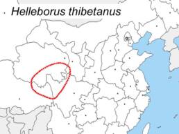 Distribuzione dell'Helleborus thibetanus