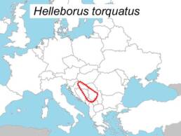 distribuzione dell'Helleborus torquatus