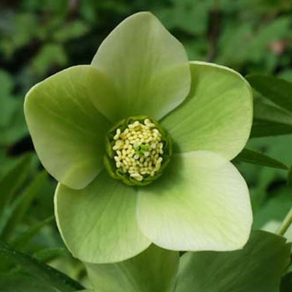 Fiore dell'Helleborus viridis