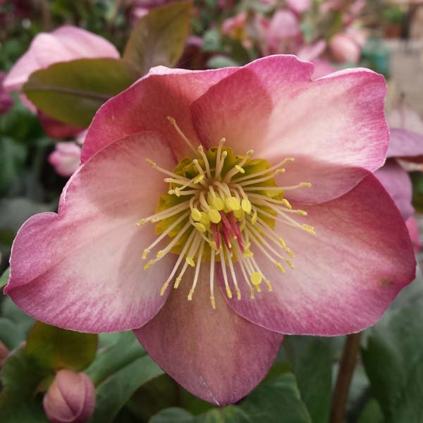 Helleborus glandorfensis Roses