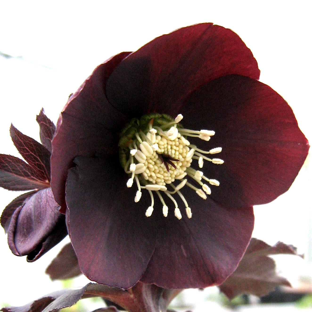 E' difficile trovare in natura dei fiori con queste tonalità di colore.