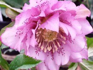Si fa notare in giardino sia da lontano che in primo piano.