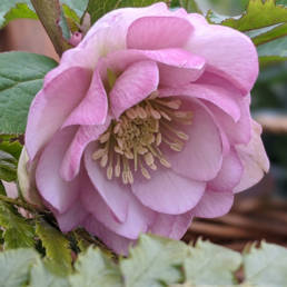 Elleboro Doppio Rosa; bello e armonioso