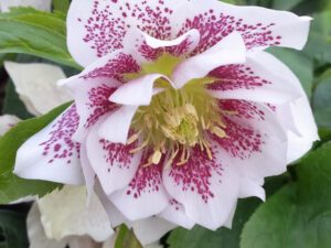 Elleboro Doppio Bianco Guttato