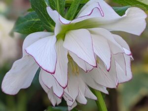 Elleboro Doppio Bianco con Bordo Porpora