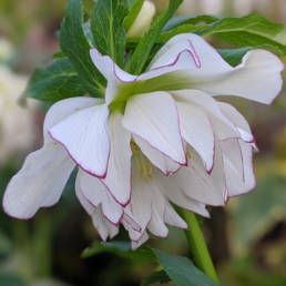 Elleboro Doppio Bianco con Bordo Porpora