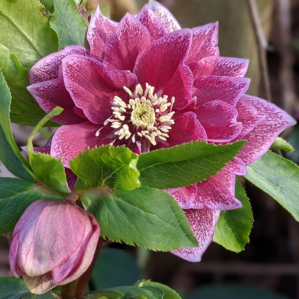Clone Elly. Un bel fiore doppio porpora con bordo dei sepali rosa.