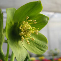 Fiore di Elleboro semplice di colore verde.