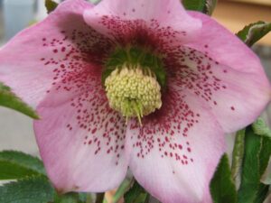 Elleboro Rosa con Guttatura Porpora