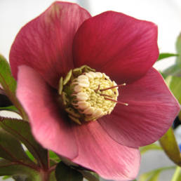 Fiore semplice di elleboro di colore porpora.