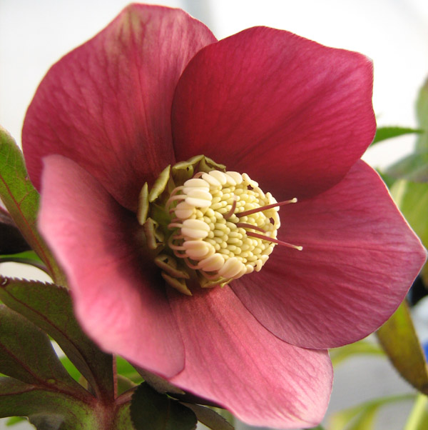 Fiore semplice di elleboro di colore porpora.
