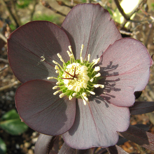 Elleboro molto scuro con riflessi ardesia.