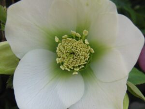 Classico fiore di elleboro bianco