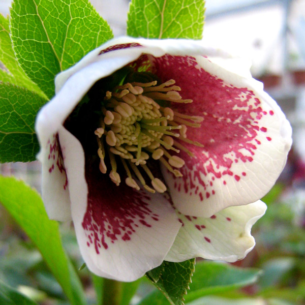 Elleboro bianco con macchia nella parte centrale del fiore