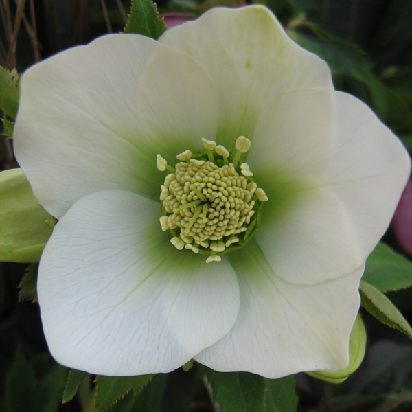 Classico fiore di elleboro bianco