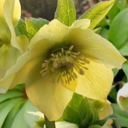 Questa varietà si presenta con eleganti e delicati fiori color crema