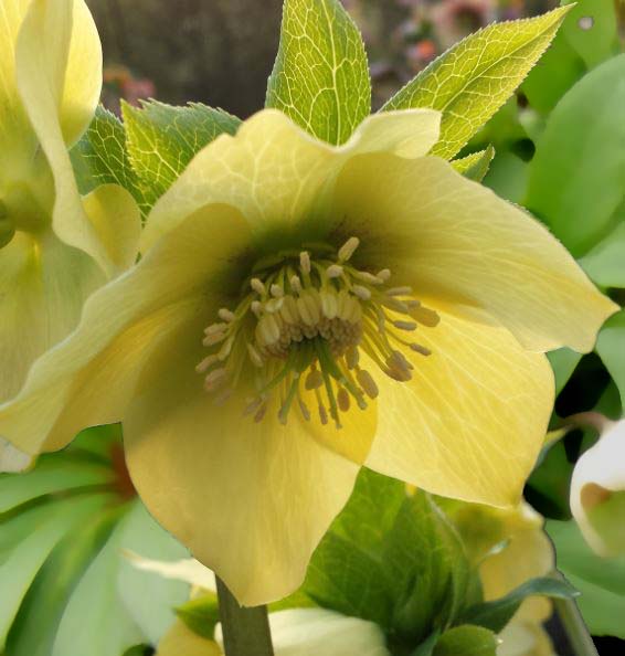 Questa varietà si presenta con eleganti e delicati fiori color crema