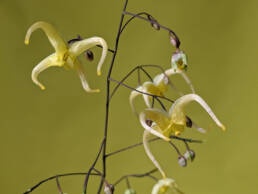 Epimedium-fiore-a-ragno