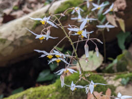 Epimedium stellatum