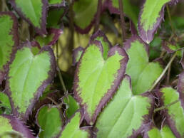 Epimedium-foglia-bordata