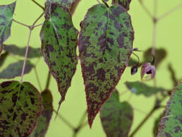 Epimedium-foglia-maculata