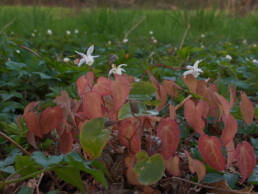 Epimedium-foglie-color-rame