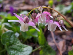 Epimedium-grandiflorum-Mugawa-Gen-Pan