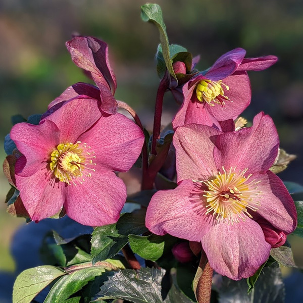 Helleborus HGC Ice N'Roses 'Red'