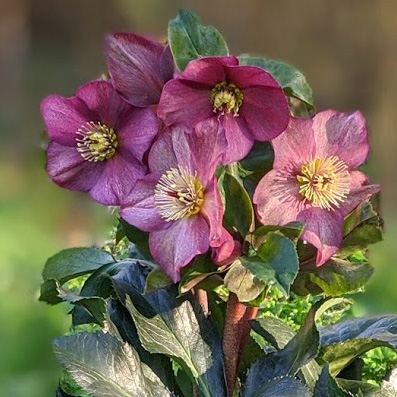 Helleborus HGC Ice N'Roses 'Red'