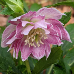 Helleborus x hybridus 'Double Pink with White Edge'