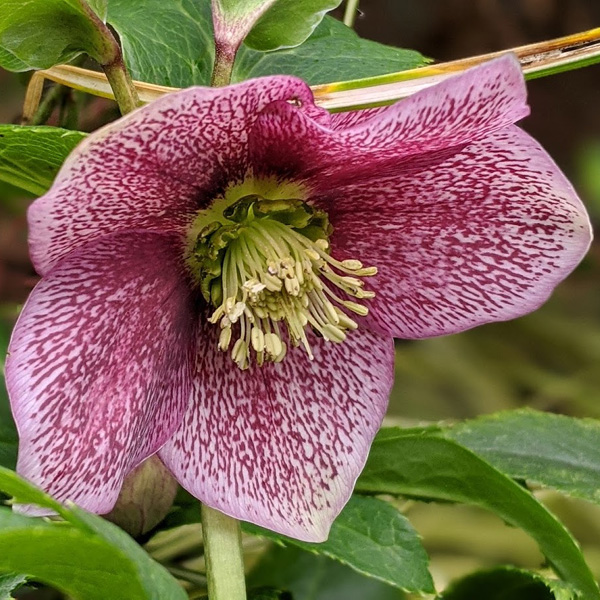 Helleborus x hybridus 'VIV Eloisa'