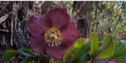 Helleborus glandorfensis HGC Ice N'Roses 'Red'