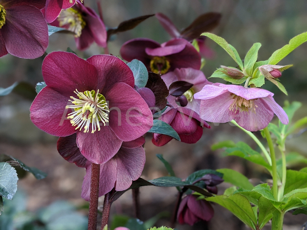 Fiore di Anna's Red e H. x hybridus 'Pink' a confronto